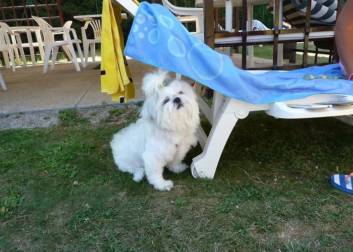 Koko